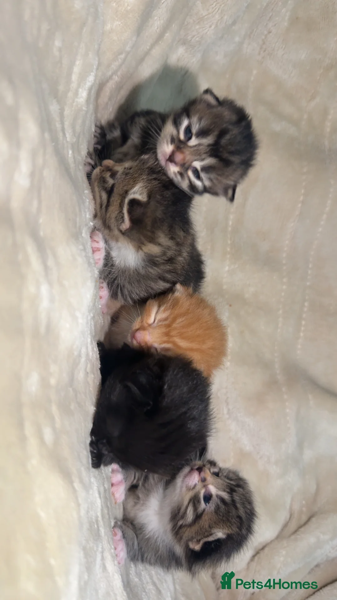 Mixed Breed cats for sale: Kittens for sale  - Advert 1