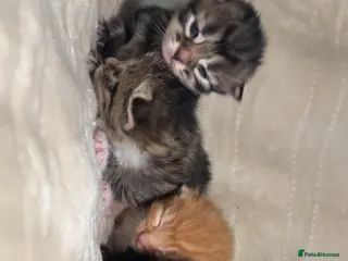 Mixed Breed cats Kittens for sale - Advert 1