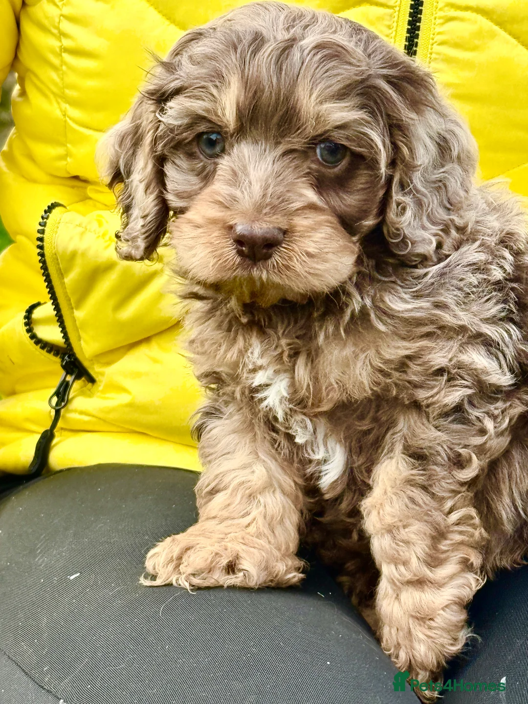 Cockapoo dogs for sale: Chocolate merl cockapoo puppies READY NOW  in Doncaster - Advert 1