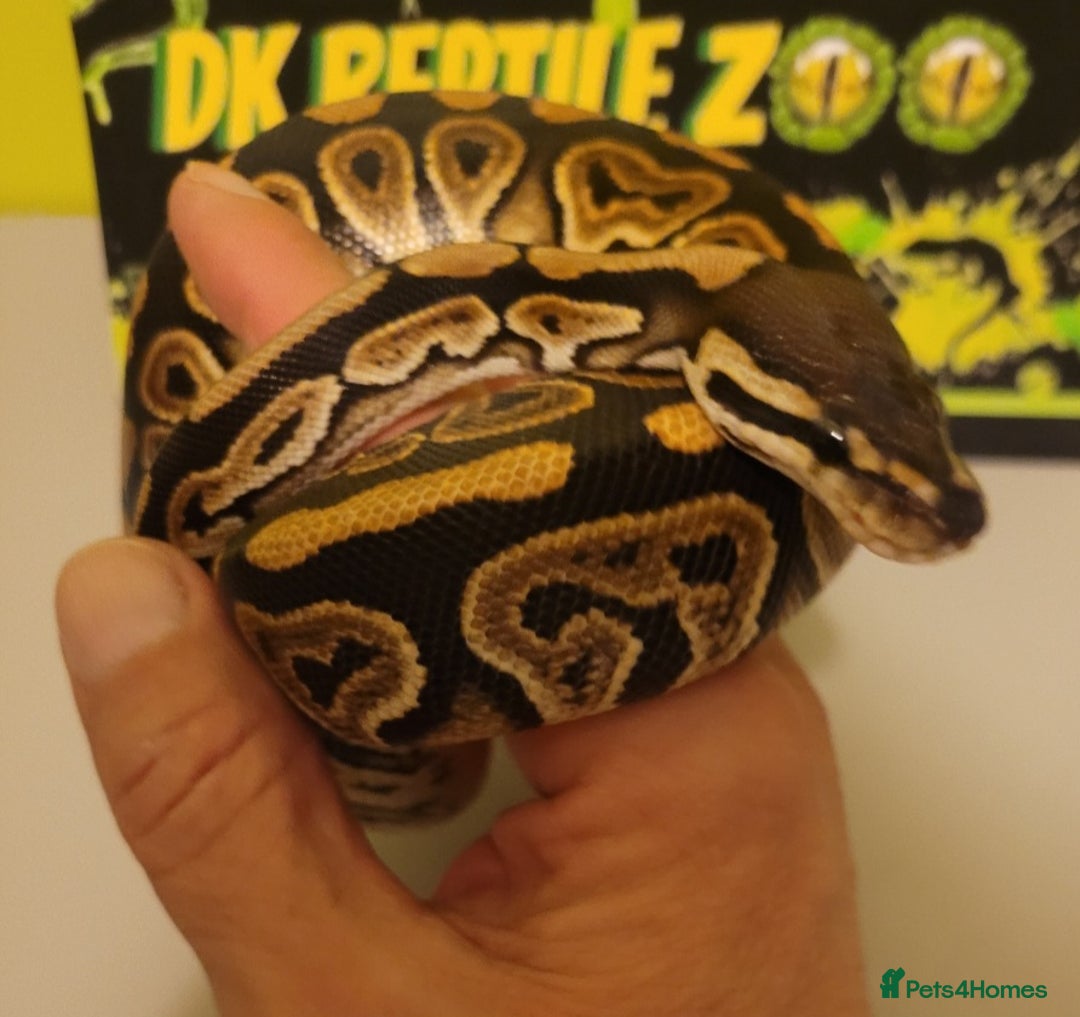 Python Snake reptiles for sale: Juvenile ile Royal Pythons - Image 9
