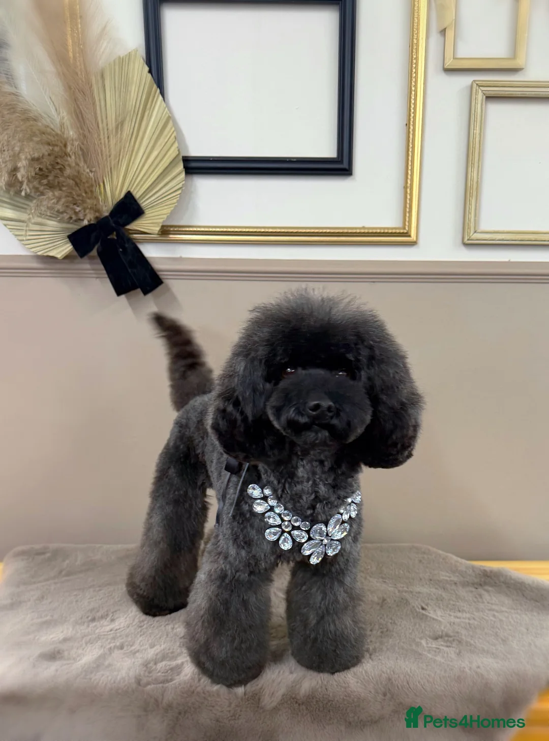Poochon dogs for sale: Beautiful poochon puppies  in Llanelli - Advert 7