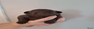 Ana🩷