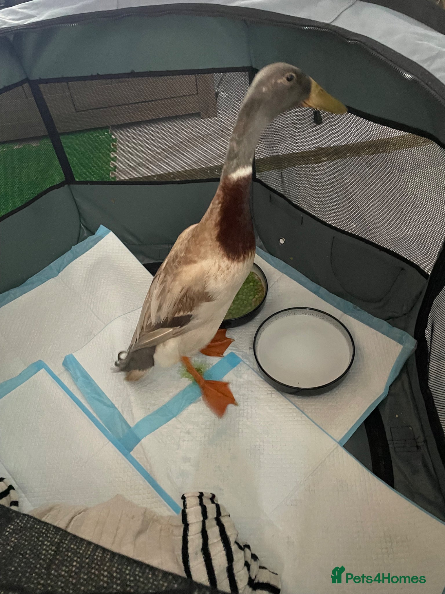 Ducks poultry Male runner duck - Advert 1