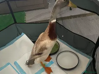 Ducks poultry Male runner duck - Advert 1