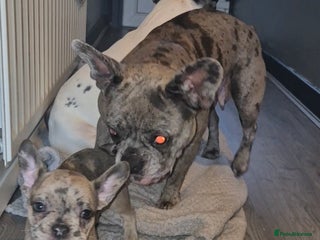 French Bulldog dogs 5 french bulldogs left!! Ready now! - Advert 19