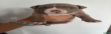 American Bully 2