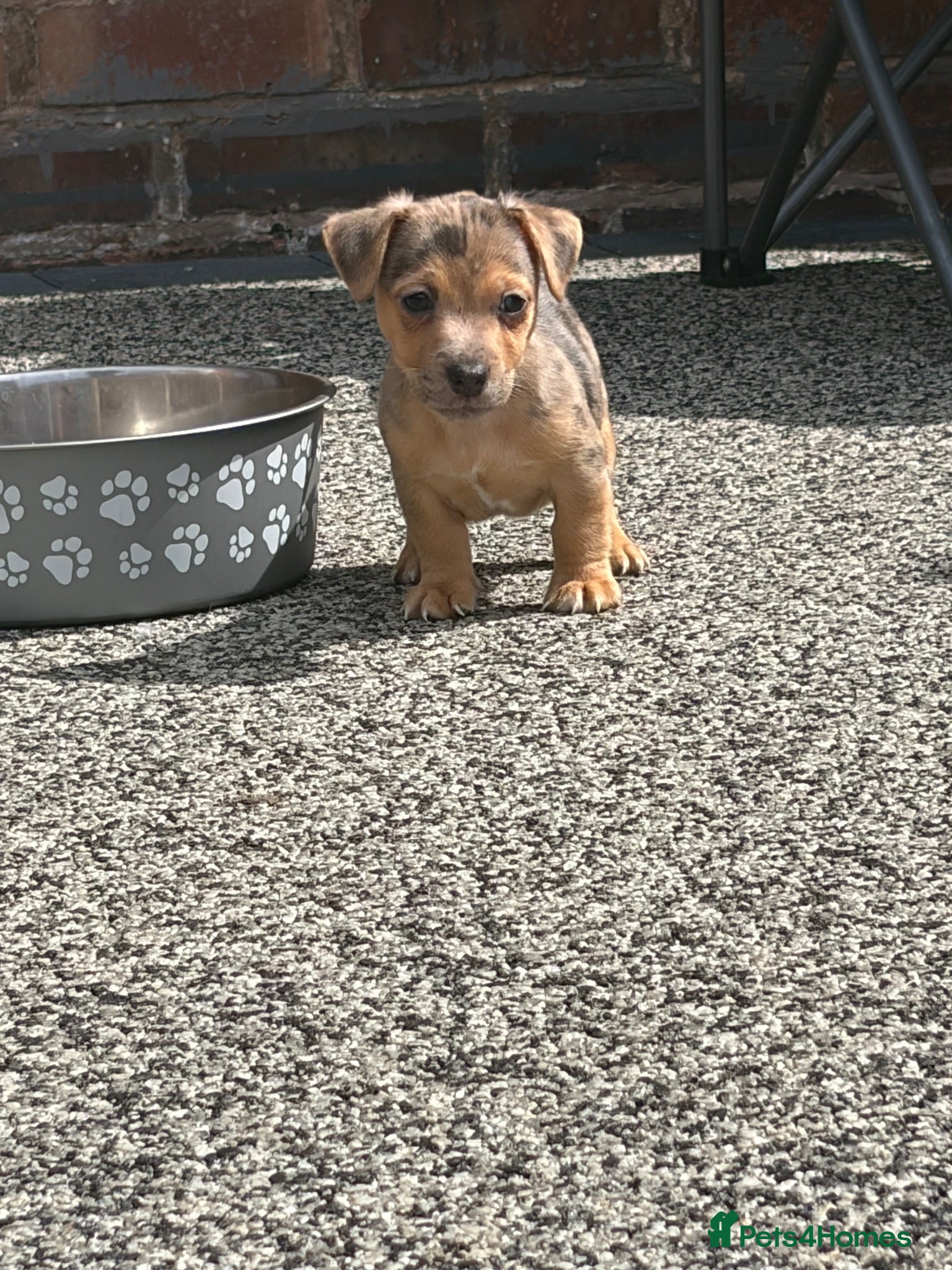 Jack Russell dogs  REDUCED Rainbow jack russell READY TO LEAVE NOW!! - Advert 17