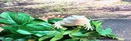 Bearded Dragon reptiles for sale: Zero leatherback bearded dragon and set up in Blaenau Ffestiniog - Advert 7
