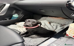 Labrador Retriever dogs for sale: Female Labrador Puppy  - Image 2