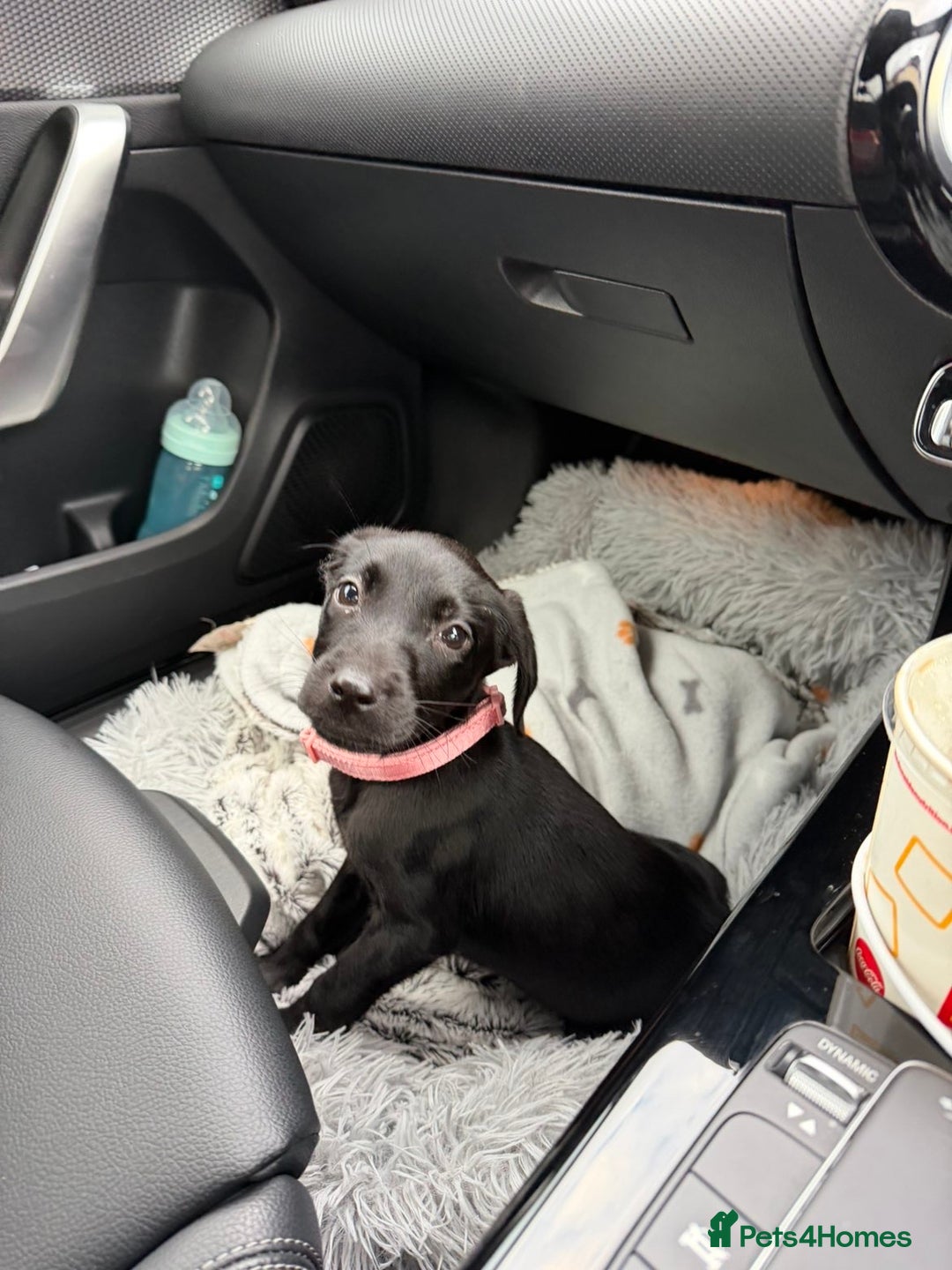 Labrador Retriever dogs for sale: Female Labrador Puppy  - Image 2