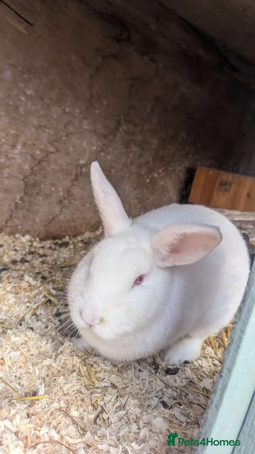 Rex rabbits for sale: 3 Rabbits - 2 x Velvet Rex, 1 x New Zealand White - Advert 3