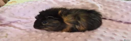 Guinea Pig rodents for sale: Beautiful female guinea pigs - Advert 6