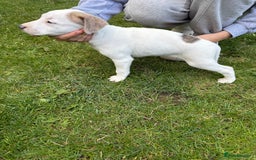 Mixed Breed dogs for sale: Staffordshire bull terrier cross whippet ready now - Image 5