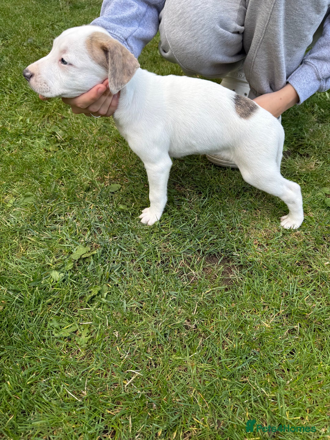 Mixed Breed dogs for sale: Staffordshire bull terrier cross whippet ready now - Image 5