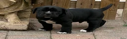 Cane Corso dogs for sale: Beautiful pure bred cane corso pups  - Advert 1
