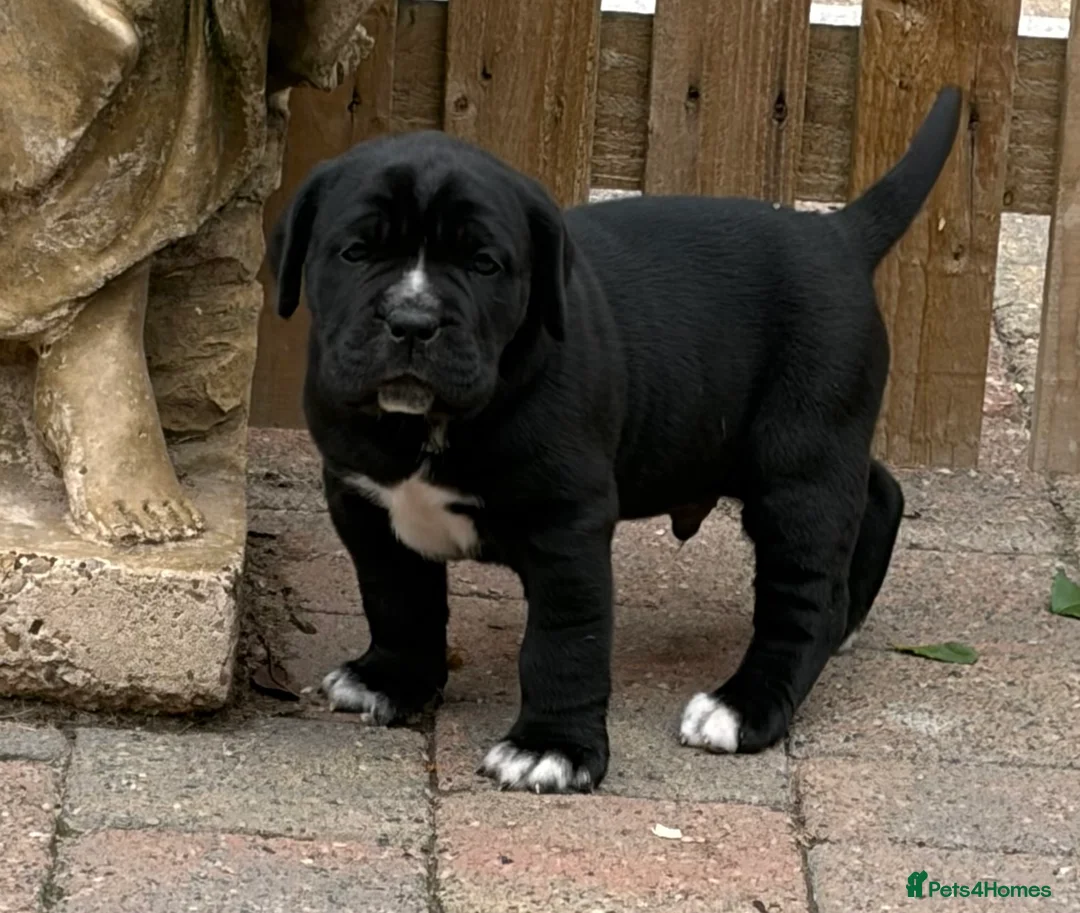 Cane Corso dogs for sale: Beautiful pure bred cane corso pups  - Advert 1