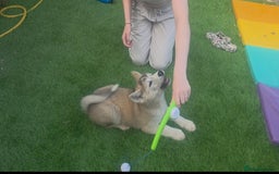 Mixed Breed dogs for sale: Beautiful Malamute x akita puppies  - Image 5