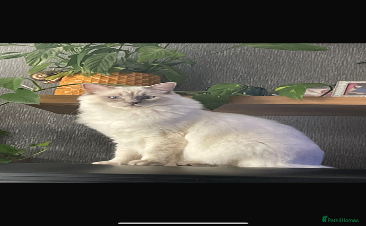 Ragdoll cats - Advert 11