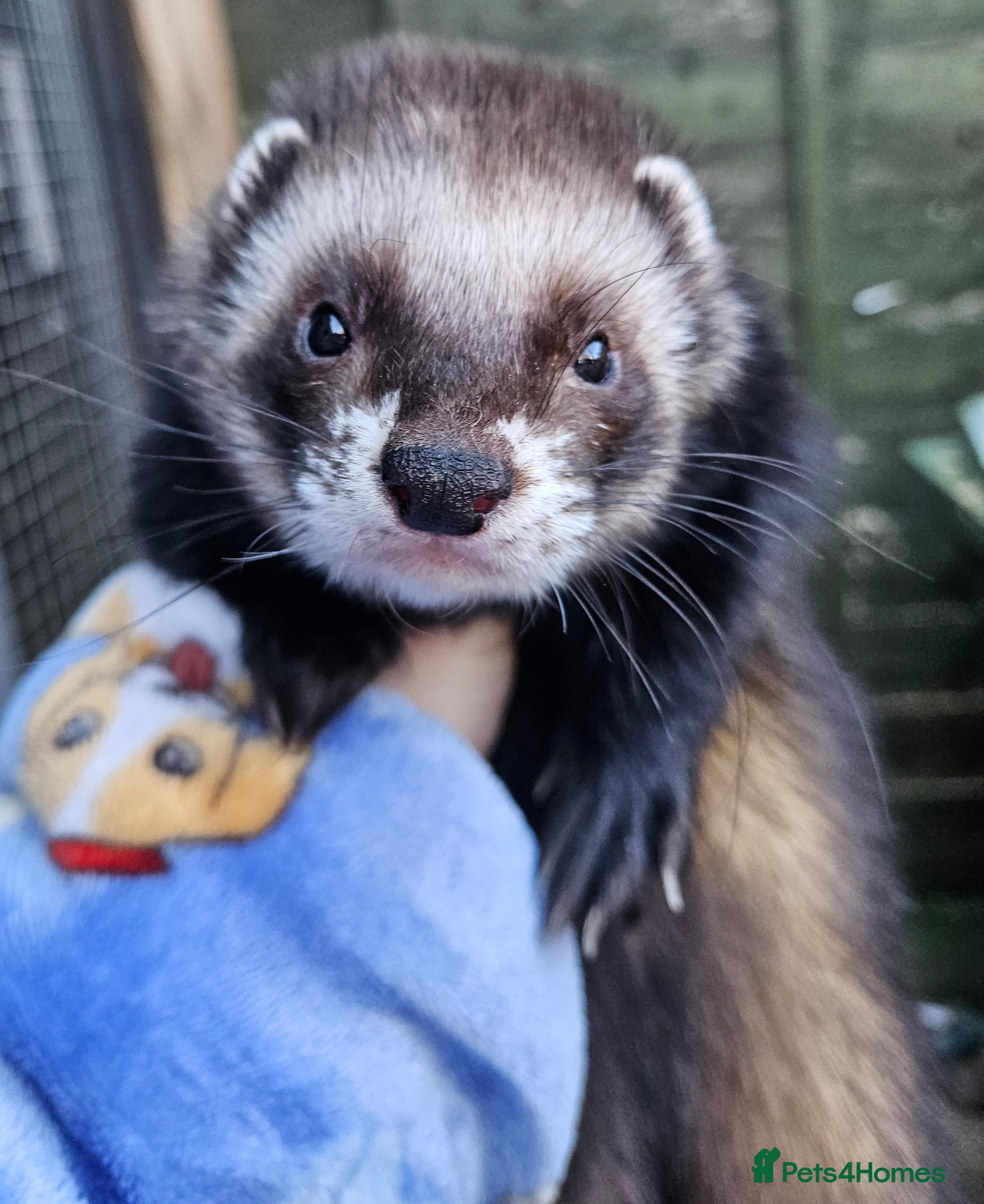 Ferret rodents 2 hob ferrets tame neutered  - Advert 4