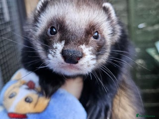 Ferret rodents 2 hob ferrets tame neutered - Advert 4