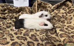 Guinea Pig rodents for sale: Guinea Pigs and other rodents available - Image 8