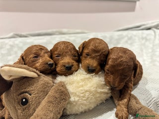 Toy Poodle dogs Deep Red KC Reg Toy Poodles Ready 22nd December - Advert 2