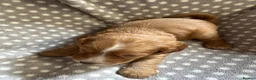 Cocker Spaniel dogs for sale: Working cocker spaniel puppies  - Advert 24