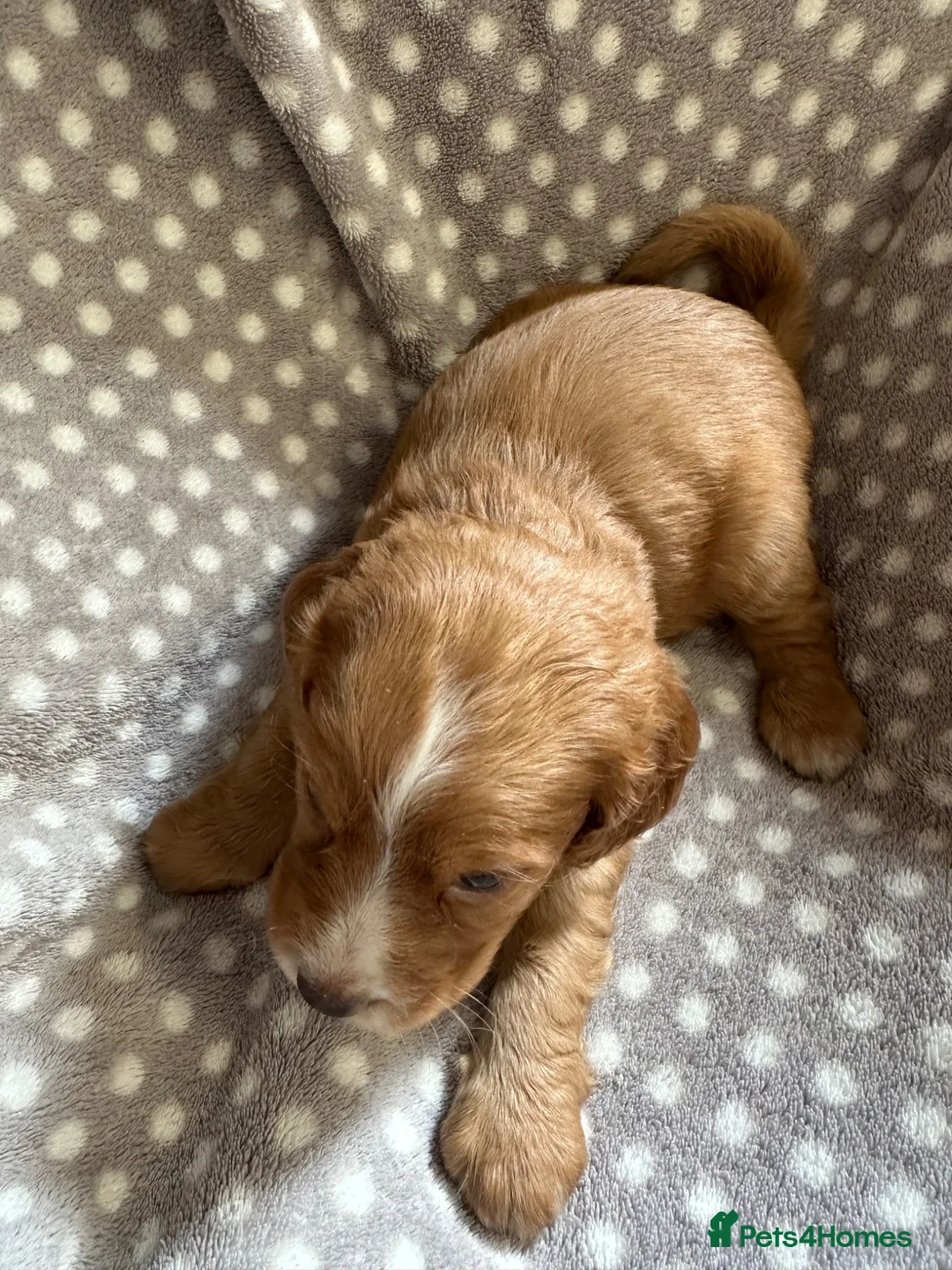 Cocker Spaniel dogs for sale: Working cocker spaniel puppies  - Advert 24