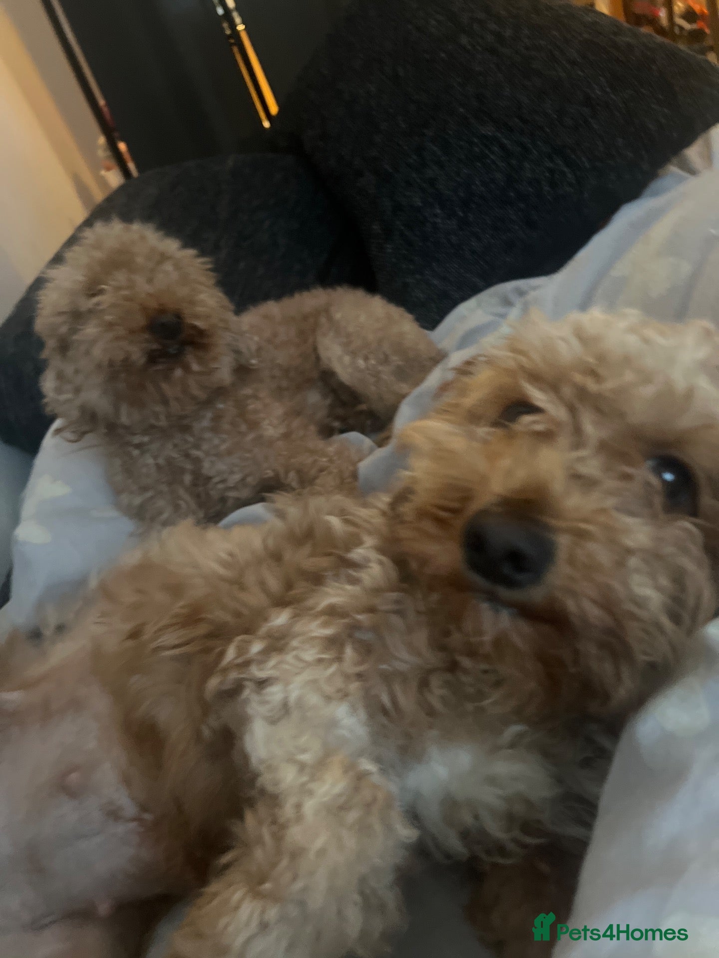 Mixed Breed dogs Toy poodle mix - Advert 1