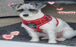 Mixed Breed dogs for sale: ❤️🐶🐾Beautiful Jackapoo & Maltipoo puppies 🐾🐶❤️ - Image 9