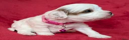 Cavapoo dogs for sale: Adorable Cavapoo Puppies From Licensed Breeder - Advert 32