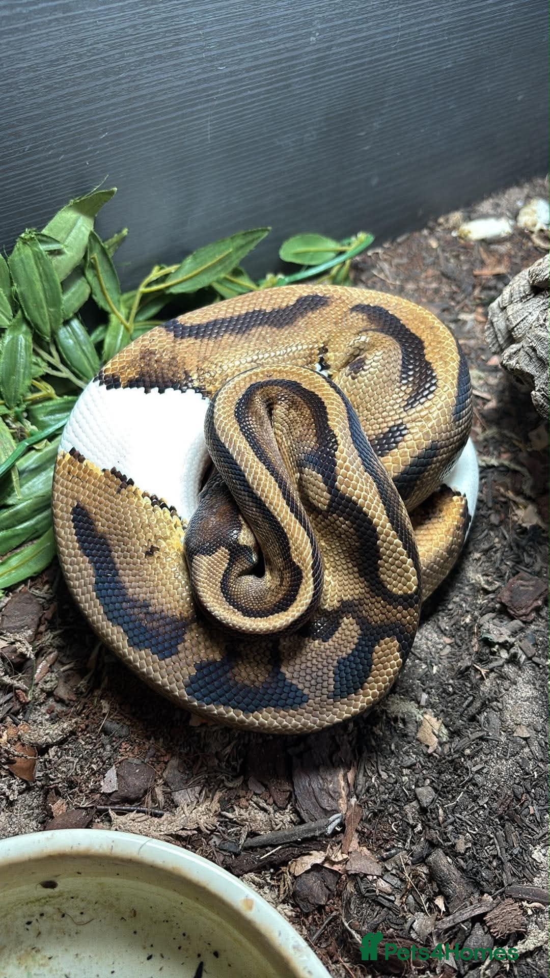 Python Snake reptiles Beautiful Pied het lavender albino Royal Python - Advert 18