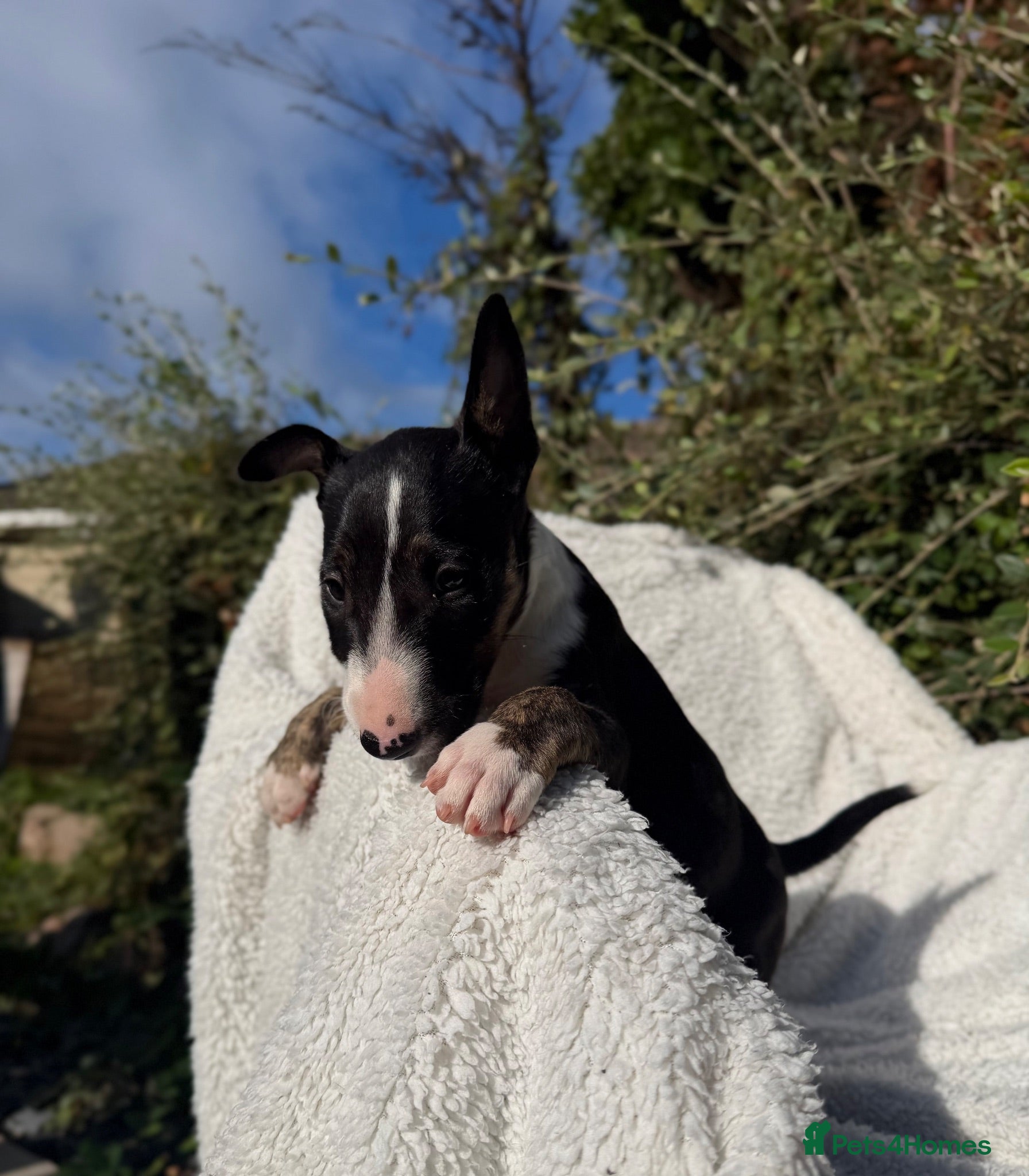 English Bull Terrier dogs Champion Bloodline English Bull Terrier Puppies - Advert 5