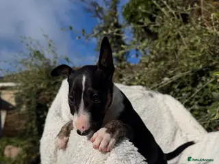 English Bull Terrier dogs Champion Bloodline English Bull Terrier Puppies - Advert 5