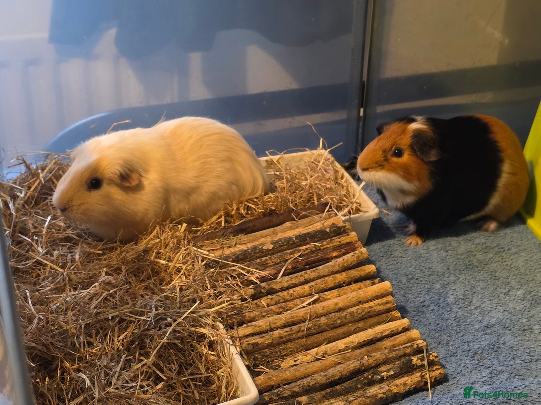 Guinea Pig rodents for sale: Fudge & Smudge - Image 7