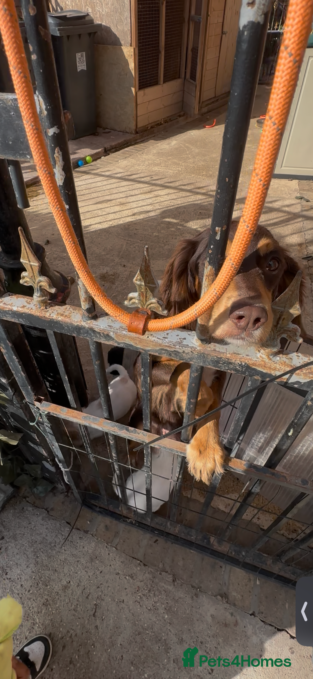Cocker Spaniel dogs for sale: 9week old pup - Image 5