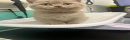 Scottish Fold cats for sale: Stunning Lilac Scottish Fold × BSH Kittens - Advert 11