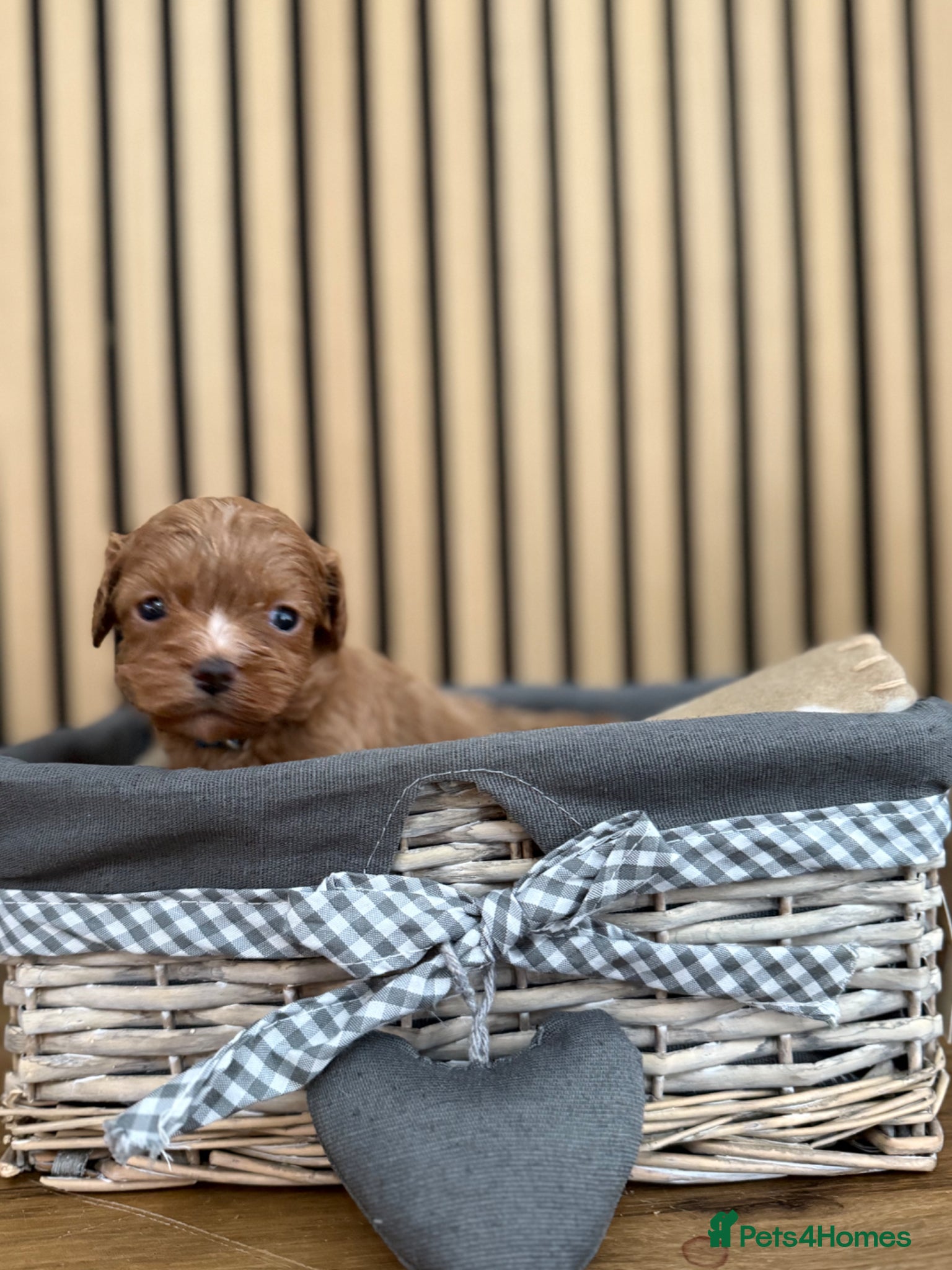 Cavapoo dogs for sale: Stunning F1 Ruby Red Cavapoos - Advert 11