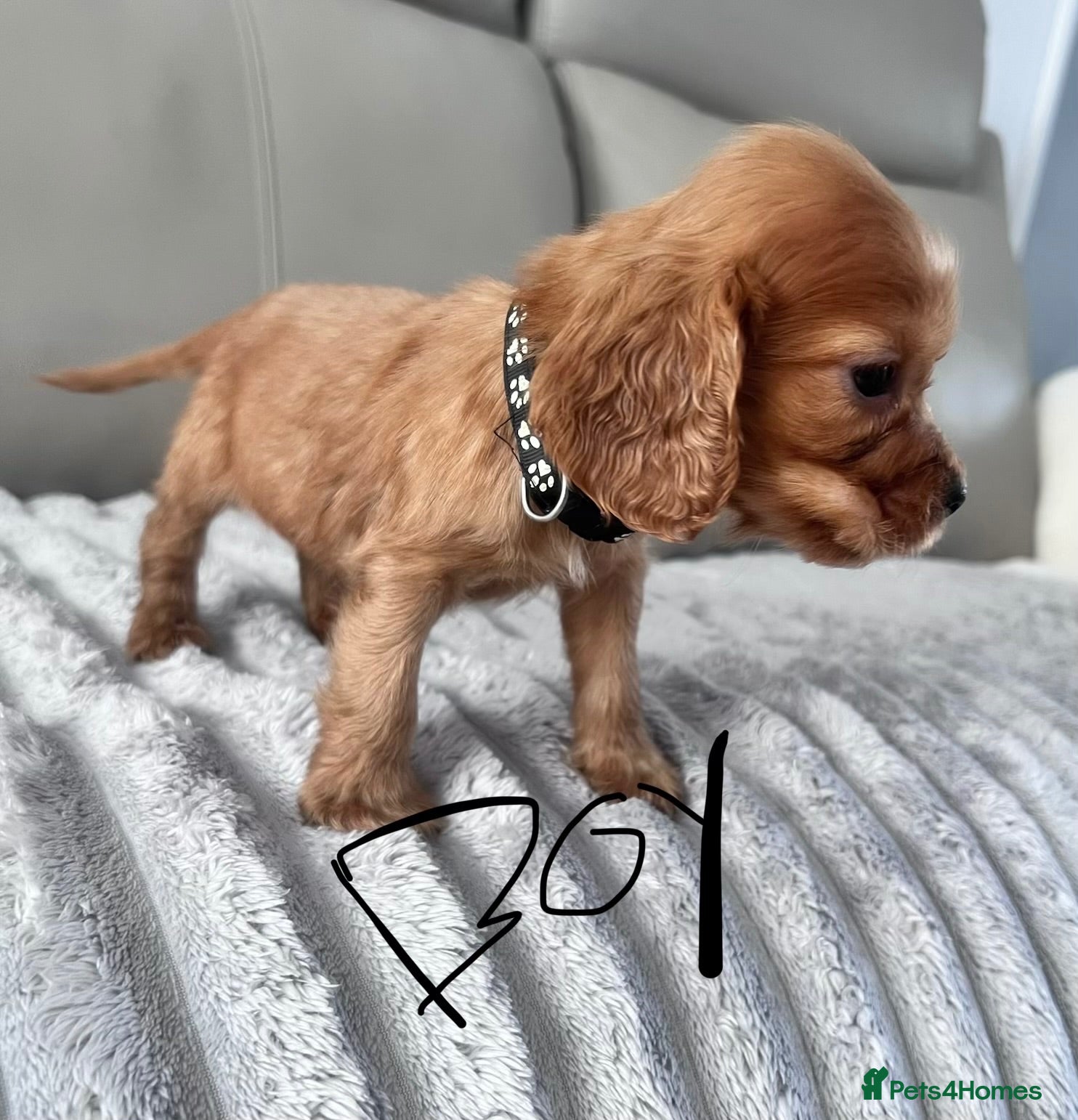 Cocker Spaniel dogs Ready now 1 boy ‼️Cocker spaniels - Advert 2