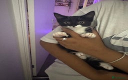 Mixed Breed cats for sale: Beautiful kittens for sale - Image 10