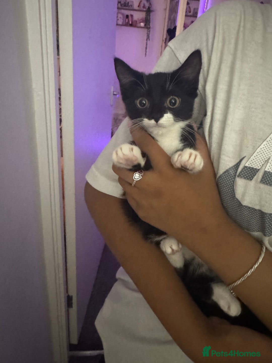 Mixed Breed cats for sale: Beautiful kittens for sale - Image 10