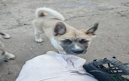 Mixed Breed dogs for sale: Akita  puppies for sale  - Image 30