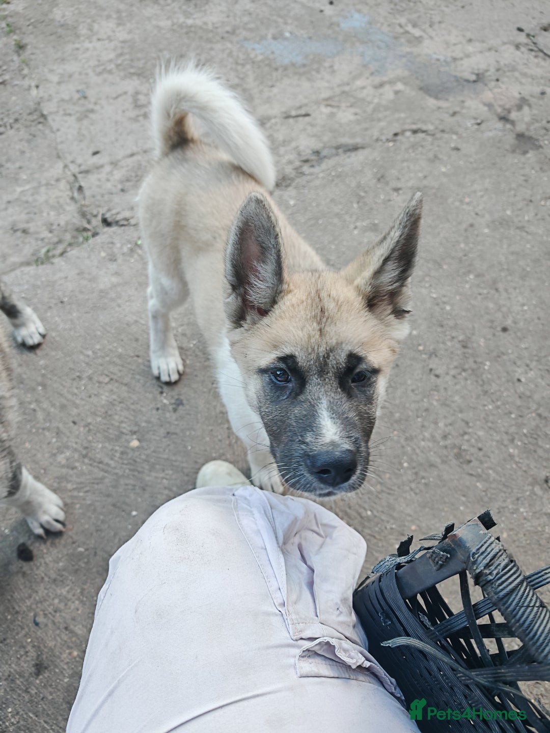 Mixed Breed dogs for sale: Akita  puppies for sale  - Image 30