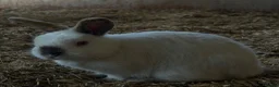 Mixed Breed rabbits for sale: Mini lops, Netherlands Dwarfs, Lion head & Mix  - Advert 6