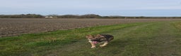 German Shepherd dogs for sale: Very loving and affectionate German Shepherd  - Advert 2