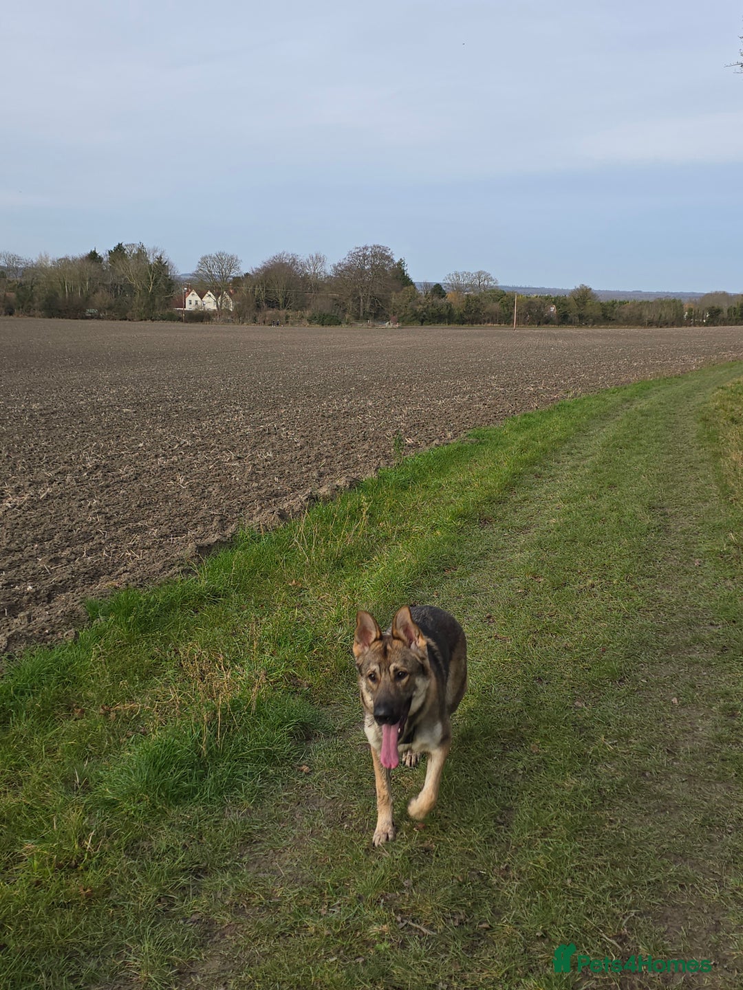 German Shepherd dogs for sale: Very loving and affectionate German Shepherd  - Advert 2