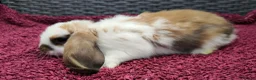 Mini Lop rabbits for sale: Cute French x Mini Lop Ready to Go!!! - Advert 37
