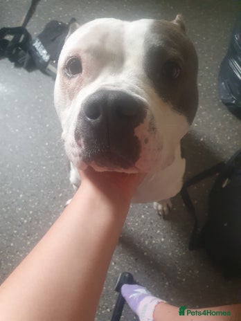 Mixed Breed dogs - Advert 7