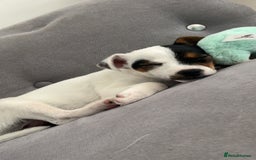 Jack Russell dogs for sale: Ruby  - Image 8