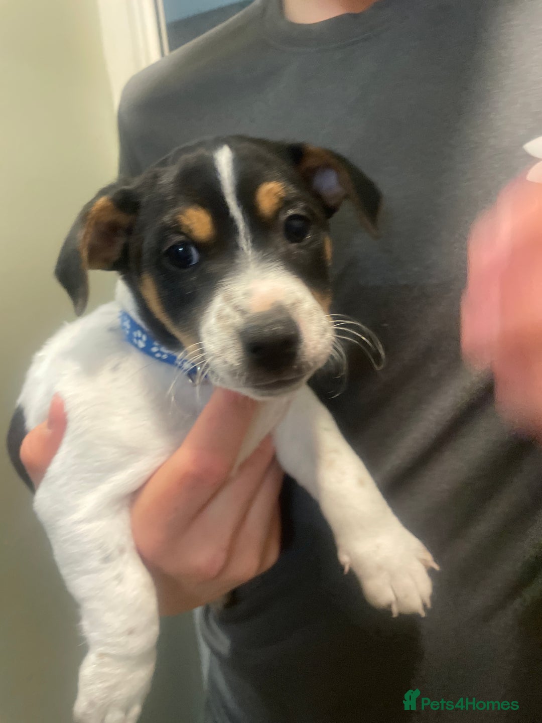 Jack Russell dogs for sale: Jack russell puppies - Image 22